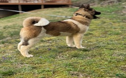 Akita dogs for sale: Nala - Image 5
