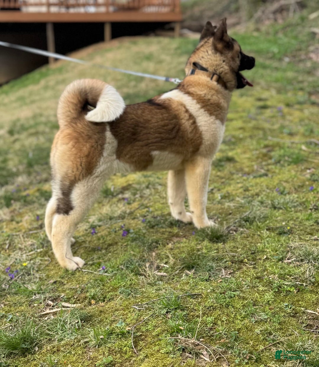 Akita dogs for sale: Nala - Image 5