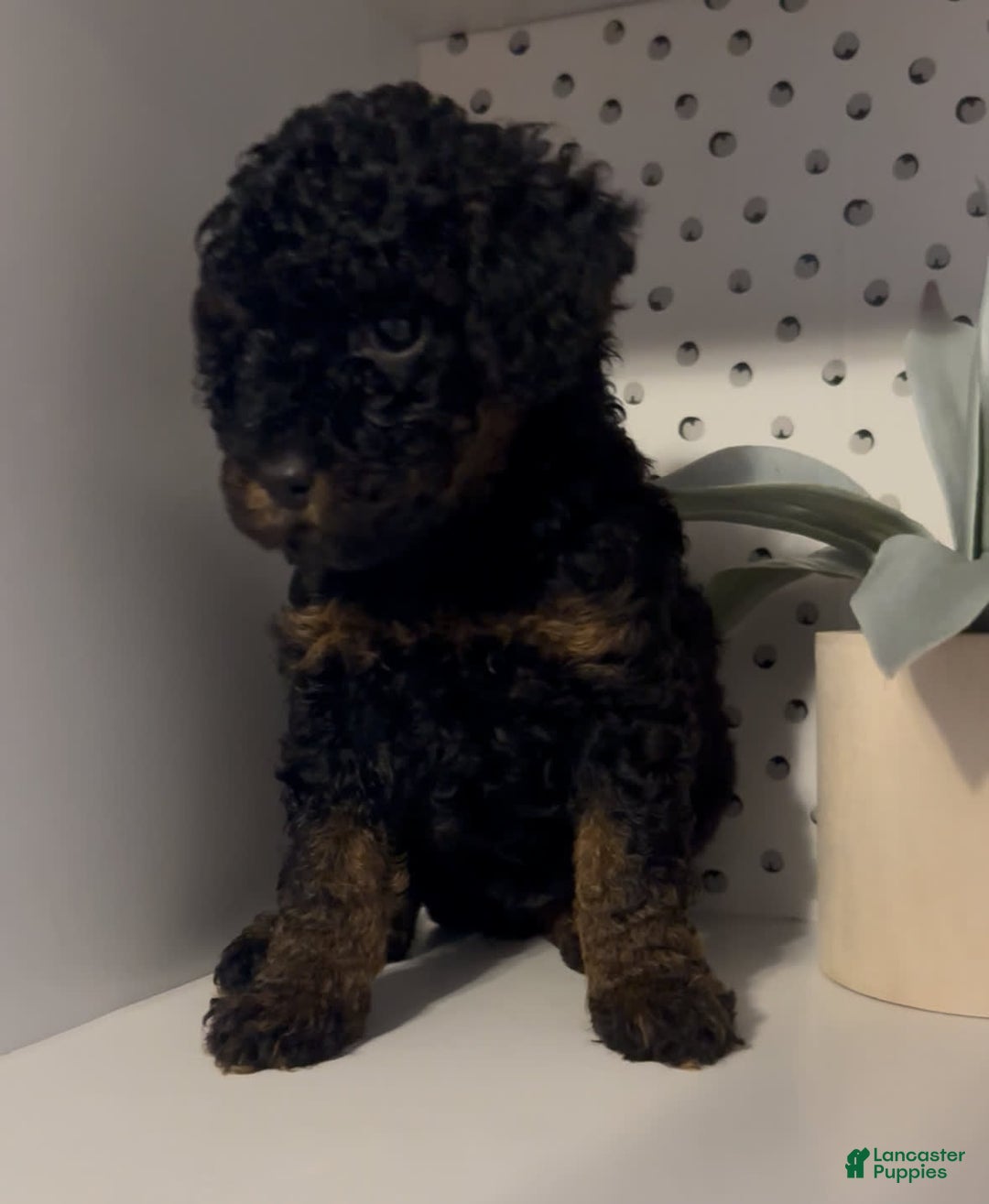 Cockapoo dogs for sale: Nova - Image 6
