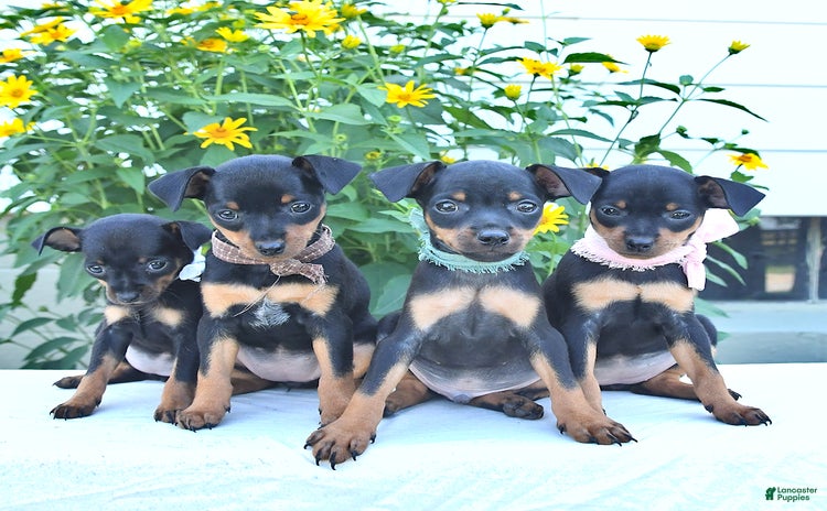Miniature Pinscher dogs for sale - Ad 5