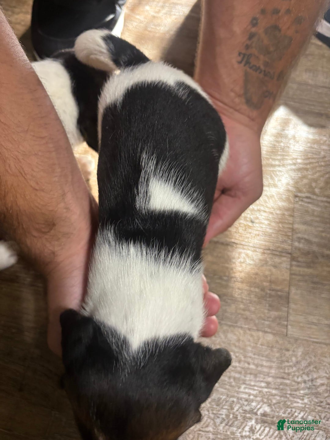 Beagle dogs for sale: Daisy - Image 2