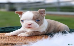 Boston Terrier dogs for sale: Milo - Image 3