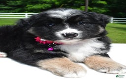 Miniature Australian Shepherd dogs for sale: Jenny - Image 6