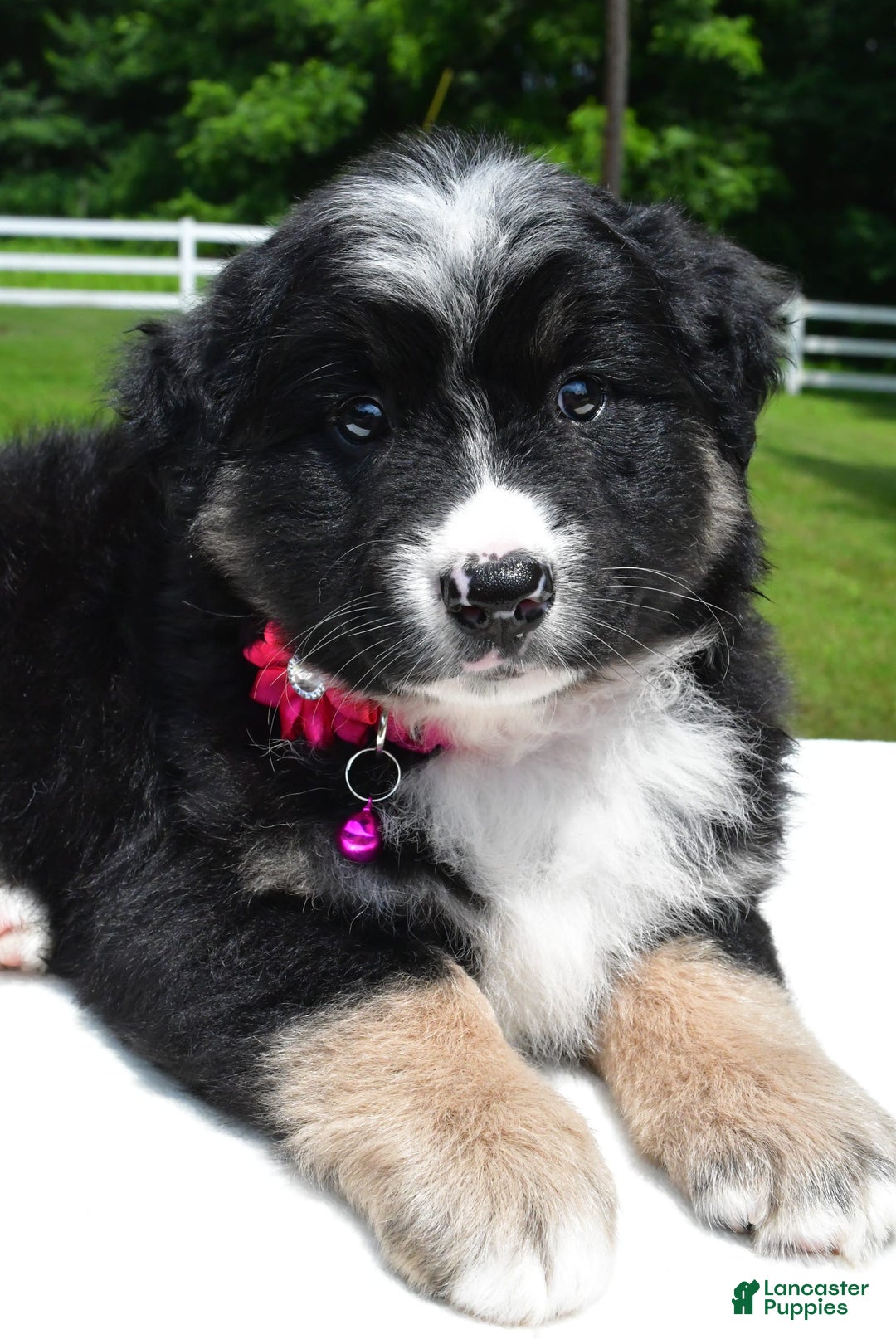 Miniature Australian Shepherd dogs for sale: Jenny - Image 6