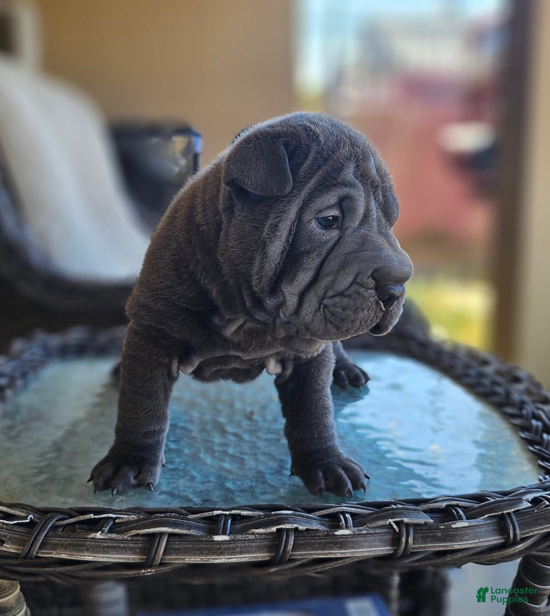 Shar Pei dogs for sale: Crunch - Image 2