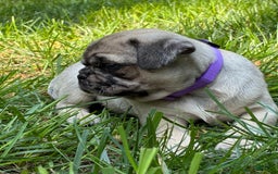 Pug dogs for sale: Oscar - Image 6