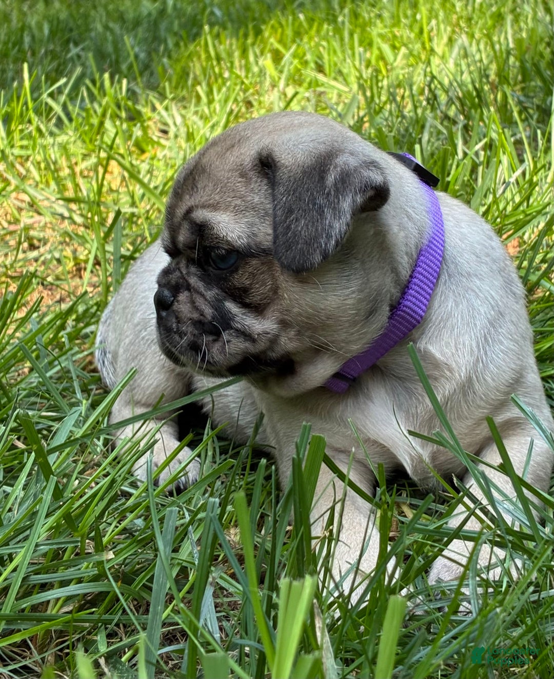 Pug dogs for sale: Oscar - Image 6