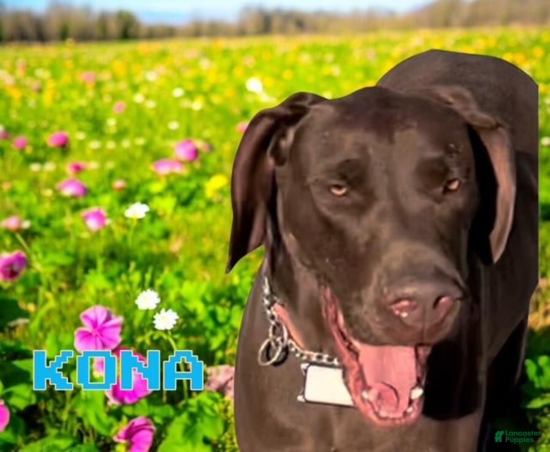 Great Dane dogs for sale: Iris - Blue Harlequin - Image 4