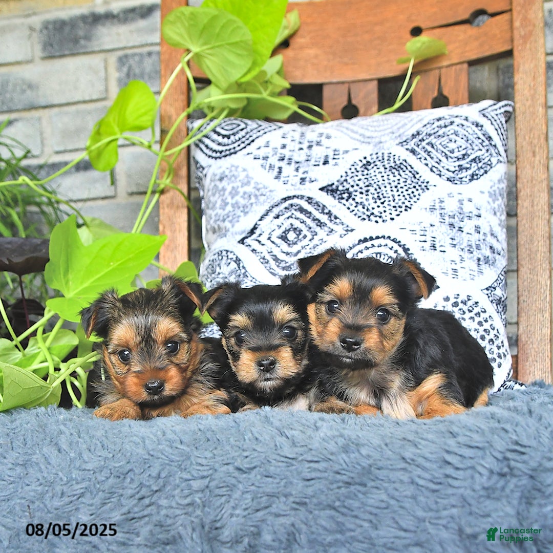 Yorkshire Terrier dogs for sale: Remi - Image 4
