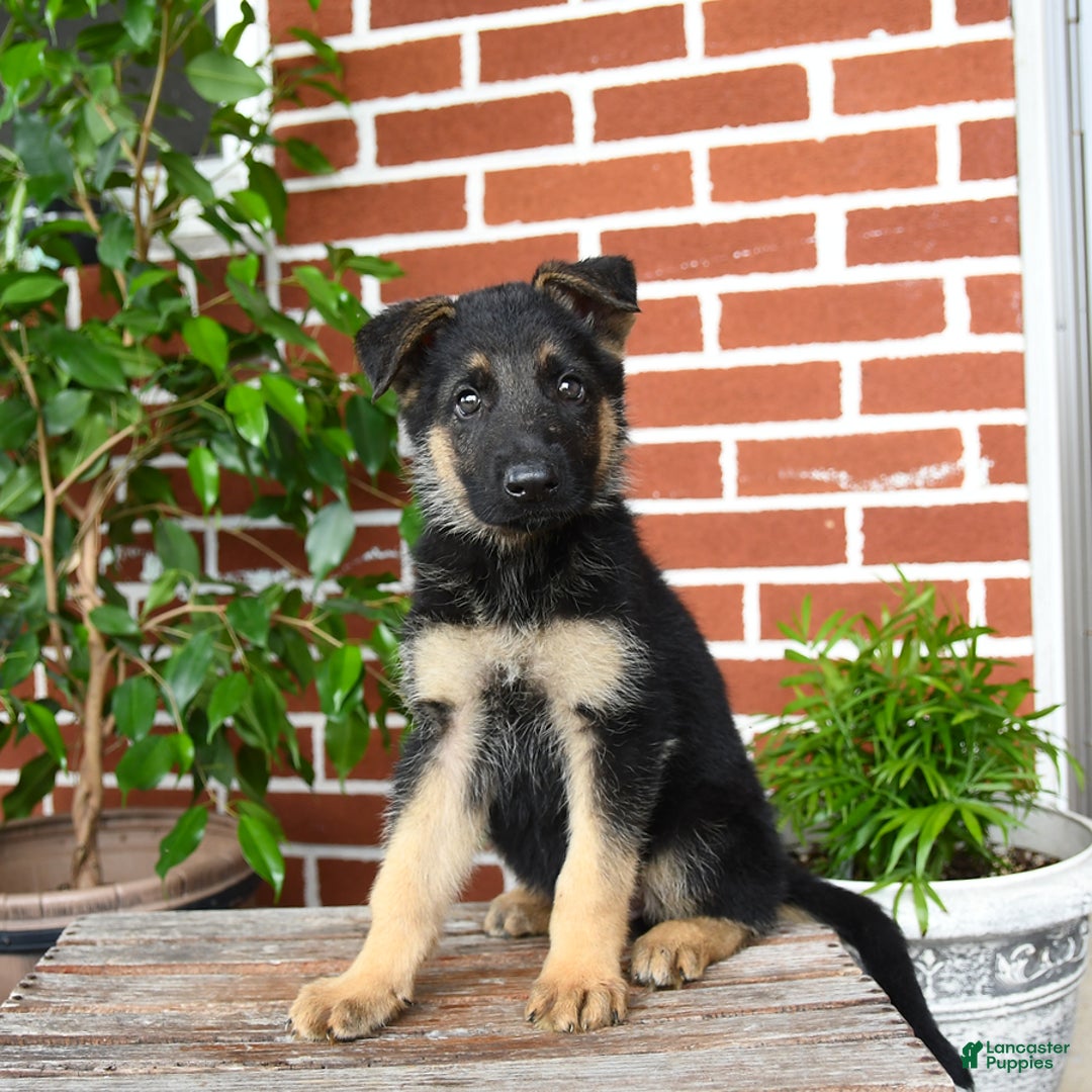 German Shepherd dogs for sale: Ranger - Listing for pets: Rover, Remington, Raven, Rocky, Roman, Robin, Ranger - Image 3
