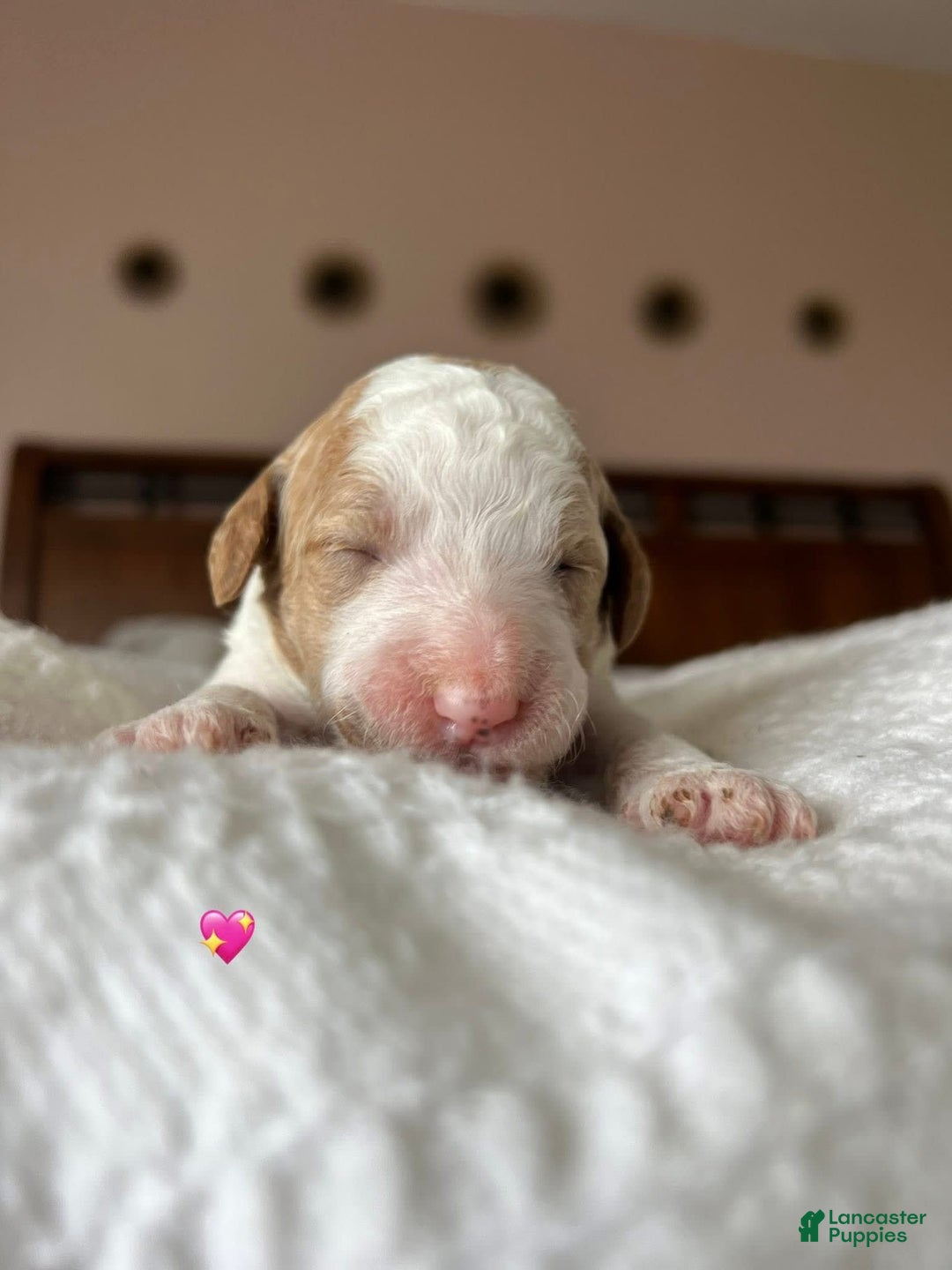 Goldendoodle dogs for sale: Muffin - Image 3