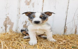 Australian Cattle Dog dogs for sale: Rusty - Image 5