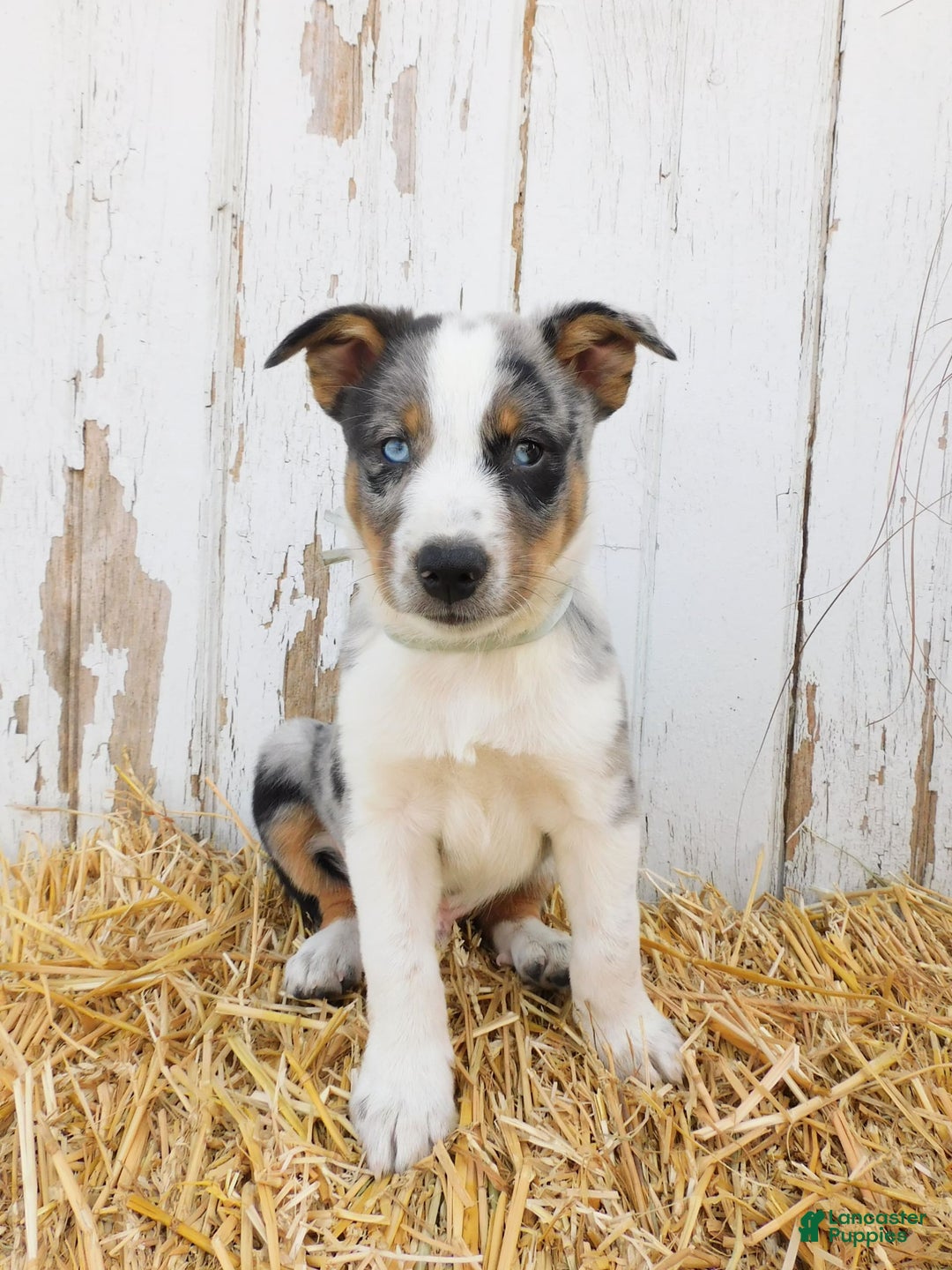 Australian Cattle Dog dogs for sale: Rusty - Image 5