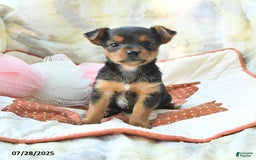 Yorkshire Terrier dogs for sale: Tramp - Image 3