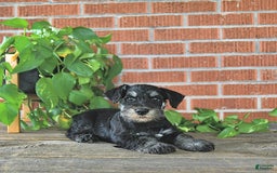 Miniature Schnauzer dogs for sale: Hector Champion Blood - Image 1