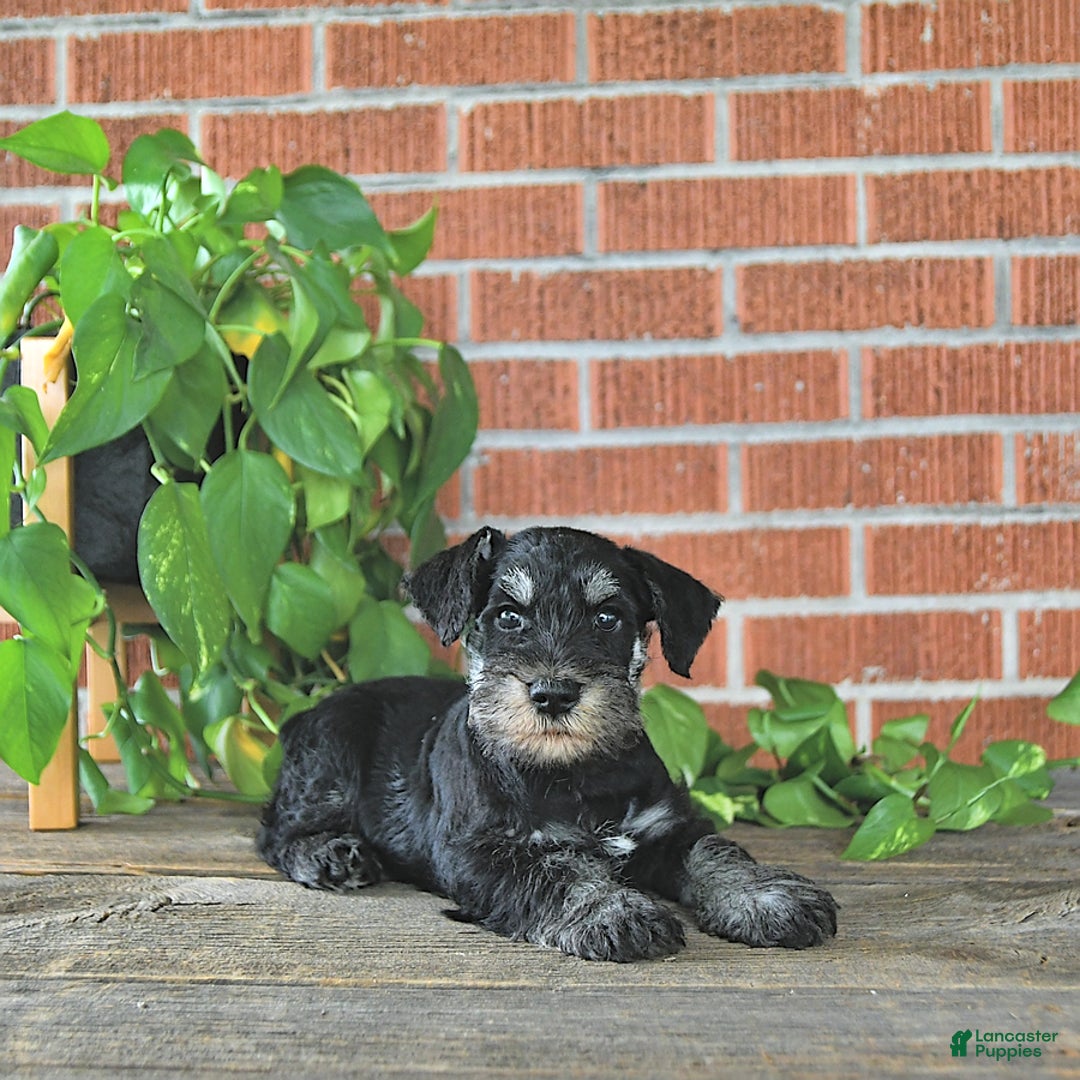 Miniature Schnauzer dogs for sale: Hector Champion Blood - Image 1