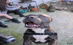 American Pit Bull Terrier dogs for sale: Ham Samy - Image 11