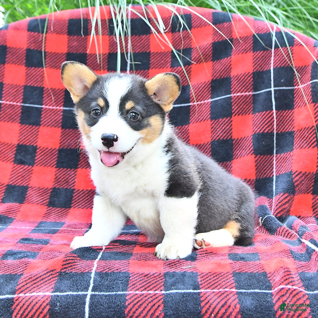 Welsh Corgi Pembroke dogs for sale: Major - Image 1