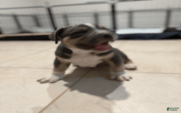 American Bully dogs for sale: Rocky - Image 5