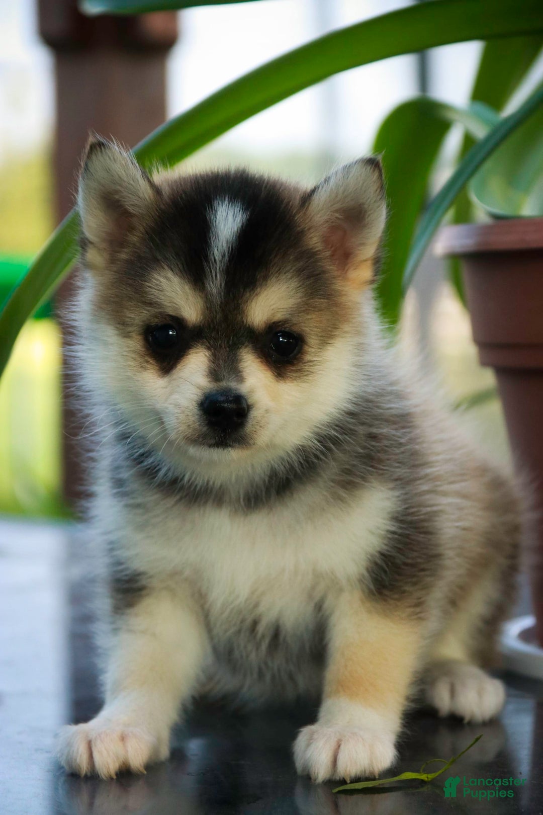 Pomsky dogs for sale: Fira - Image 6