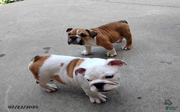 English Bulldog dogs for sale: Rock - Image 3
