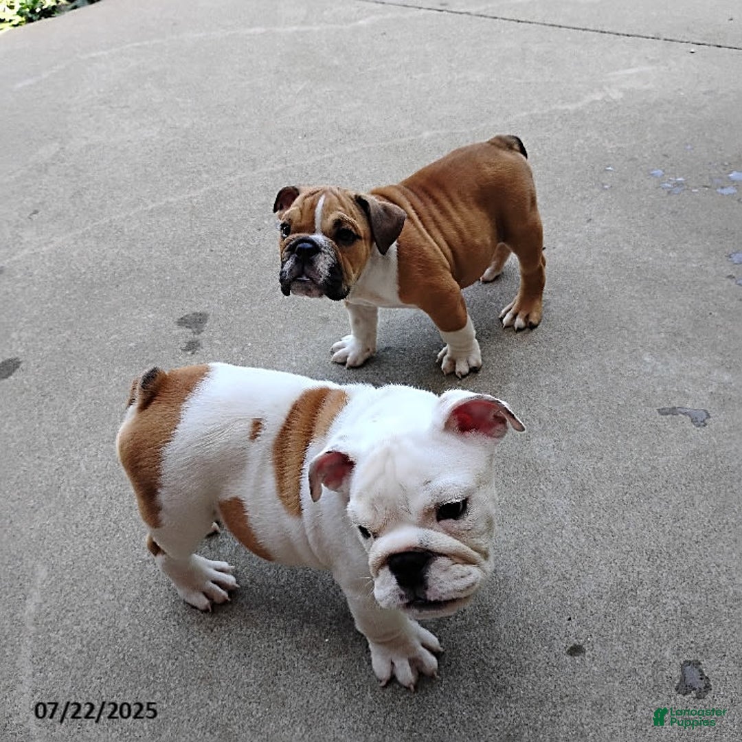 English Bulldog dogs for sale: Rock - Image 3