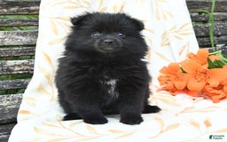 Pomeranian dogs for sale: Jordan - Image 4