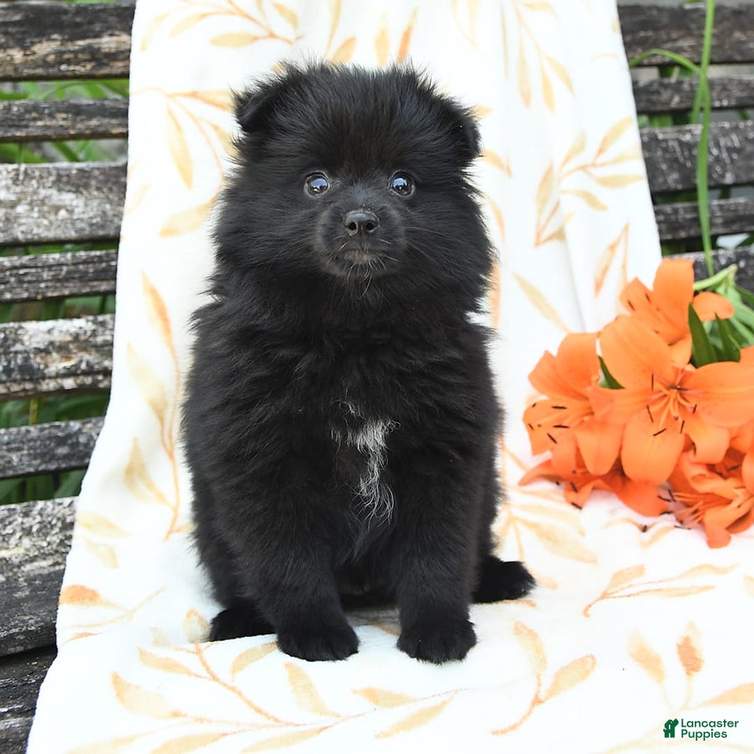 Pomeranian dogs for sale: Jordan - Image 4