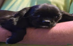 Cavalier King Charles Spaniel dogs for sale: Bear - Image 1