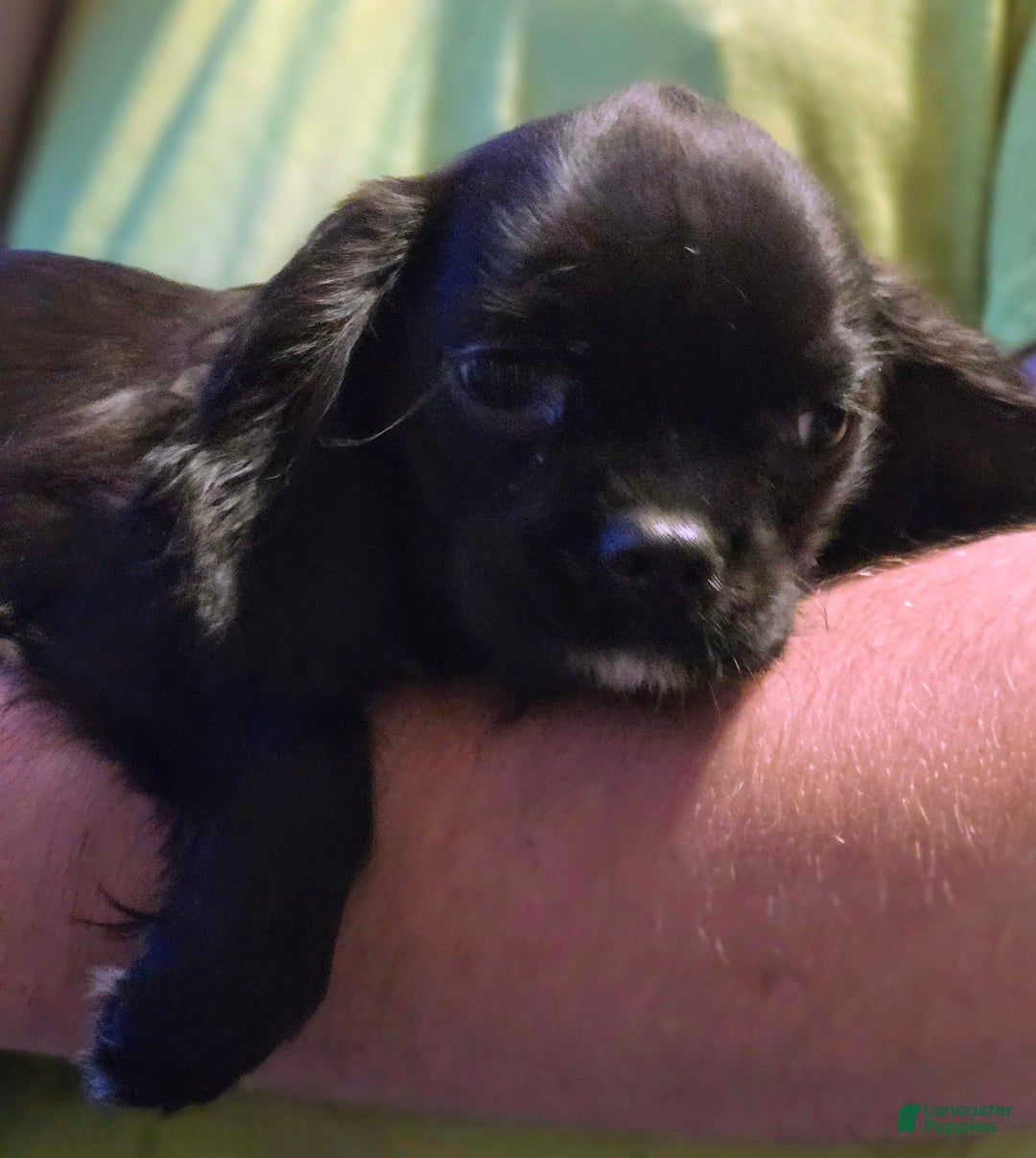 Cavalier King Charles Spaniel dogs for sale: Bear - Image 1