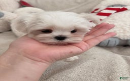 Maltipoo dogs for sale: Cashew - Image 4