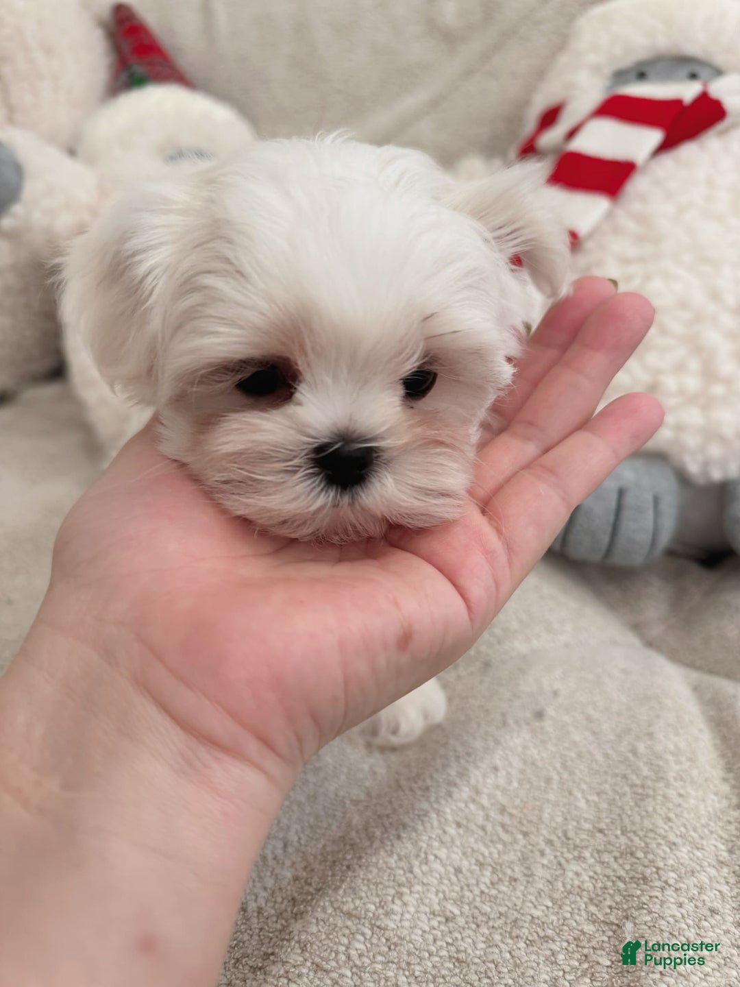 Maltipoo dogs for sale: Cashew - Image 4