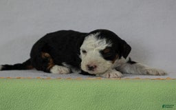 Mini Bernedoodle dogs for sale: Mercedes - Image 5