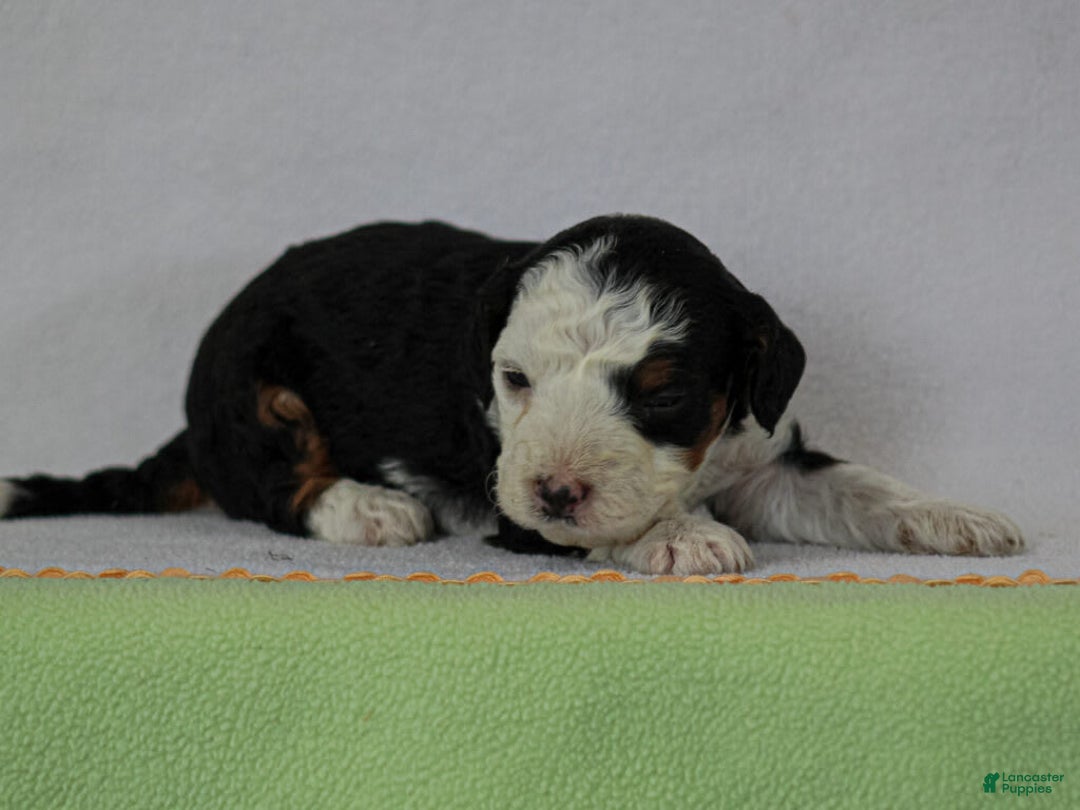 Mini Bernedoodle dogs for sale: Mercedes - Image 5