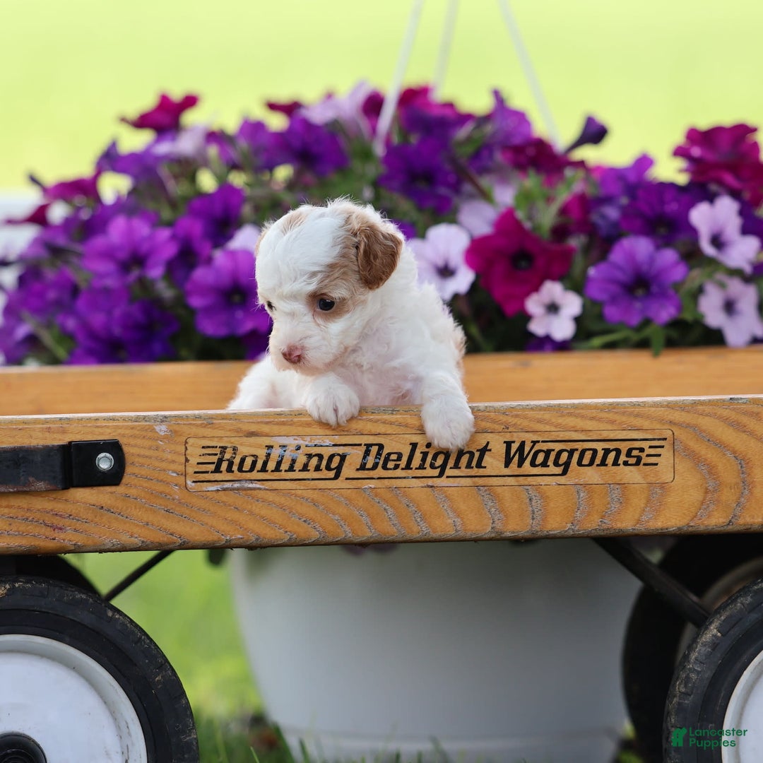 Toy Poodle dogs for sale: Memory - Image 4