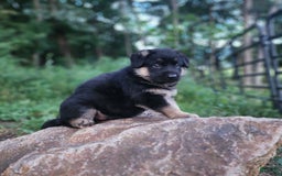 German Shepherd dogs for sale: Kira - Image 3