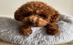 Toy Poodle dogs for sale: Benji - Image 1