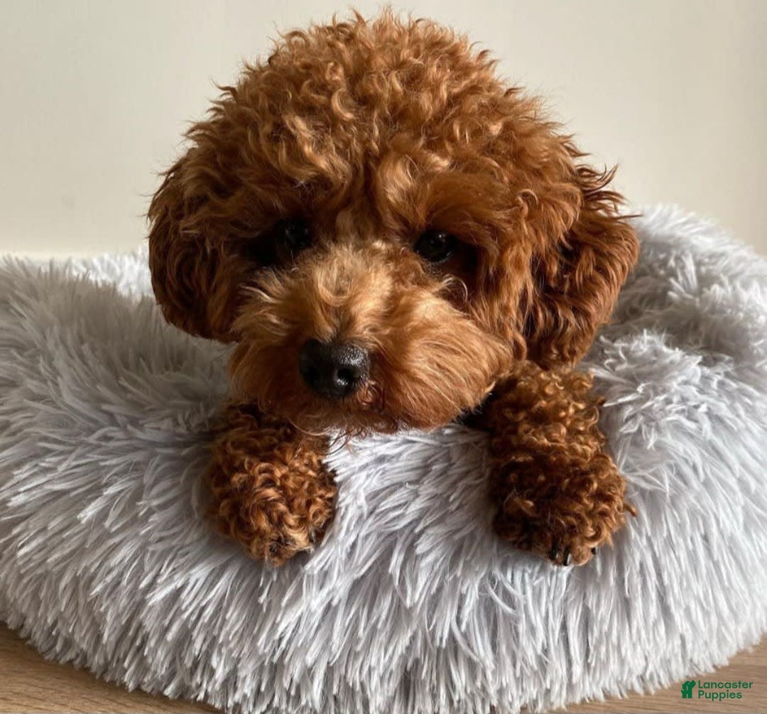 Toy Poodle dogs for sale: Benji - Image 1