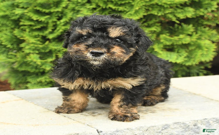 Miniature Poodle dogs for sale - Ad 2