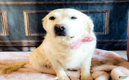 Golden Retriever dogs for sale: Nash - Image 3