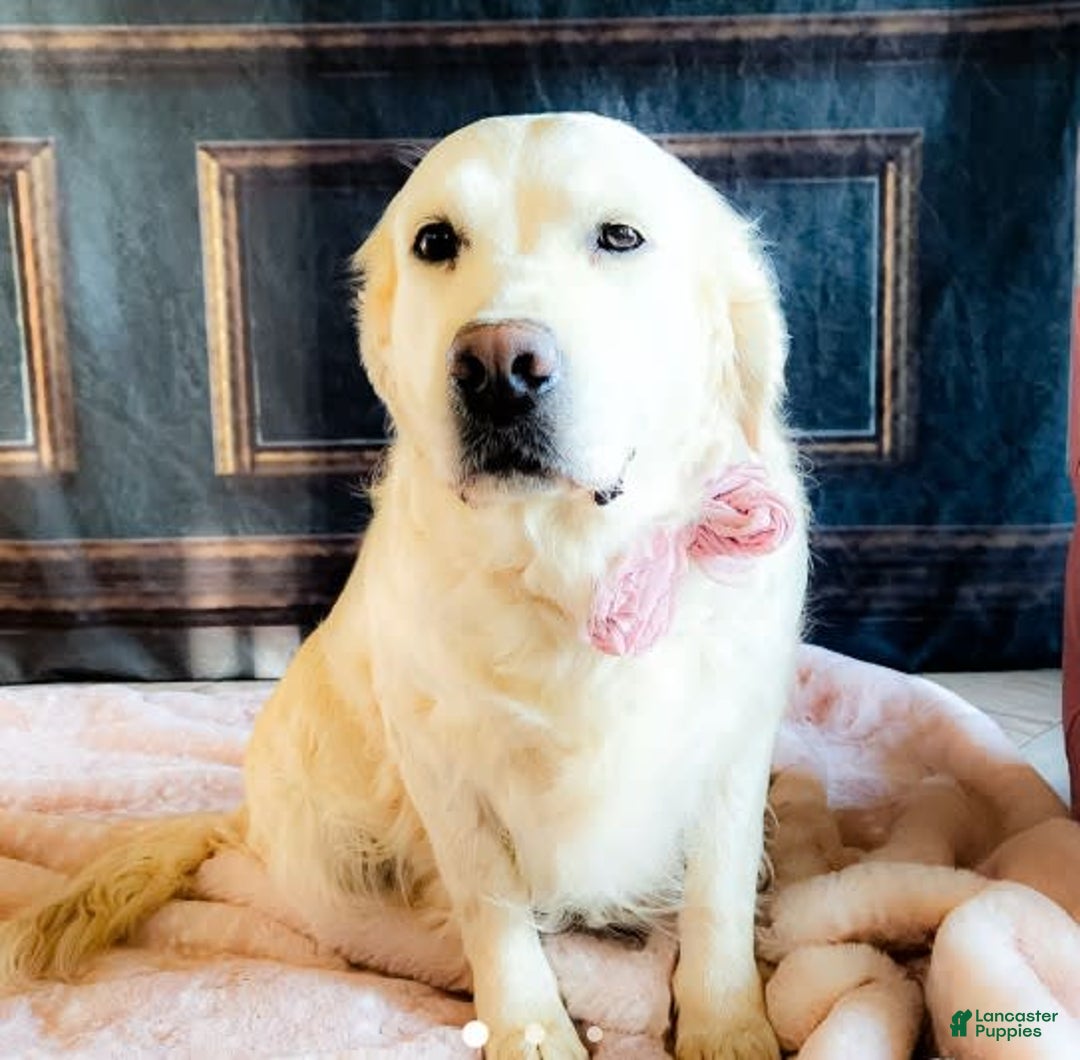 Golden Retriever dogs for sale: Nash - Image 3