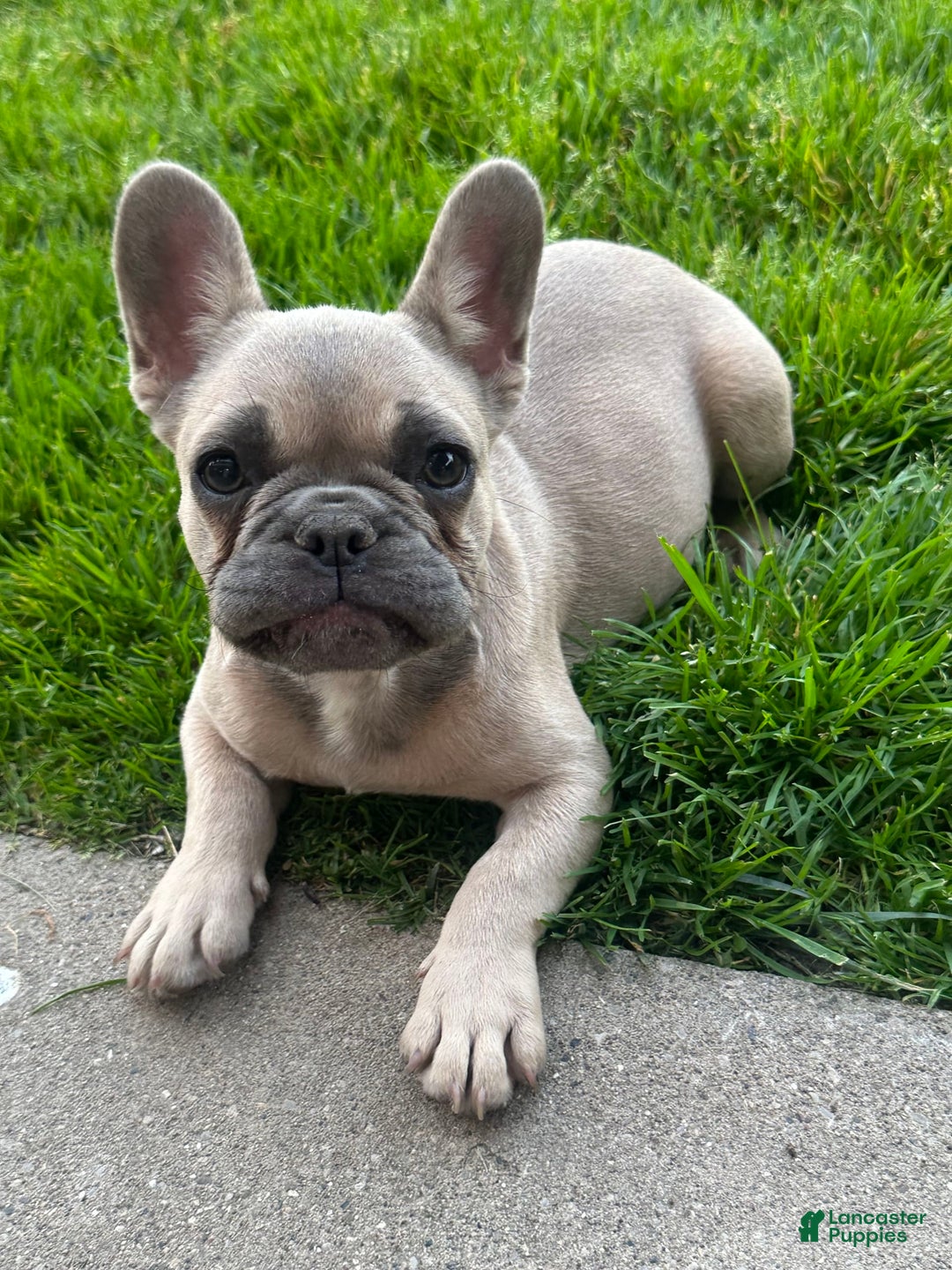 French Bulldog dogs for sale: Homer - Image 3