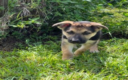 German Shepherd dogs for sale: Cedar - Image 14