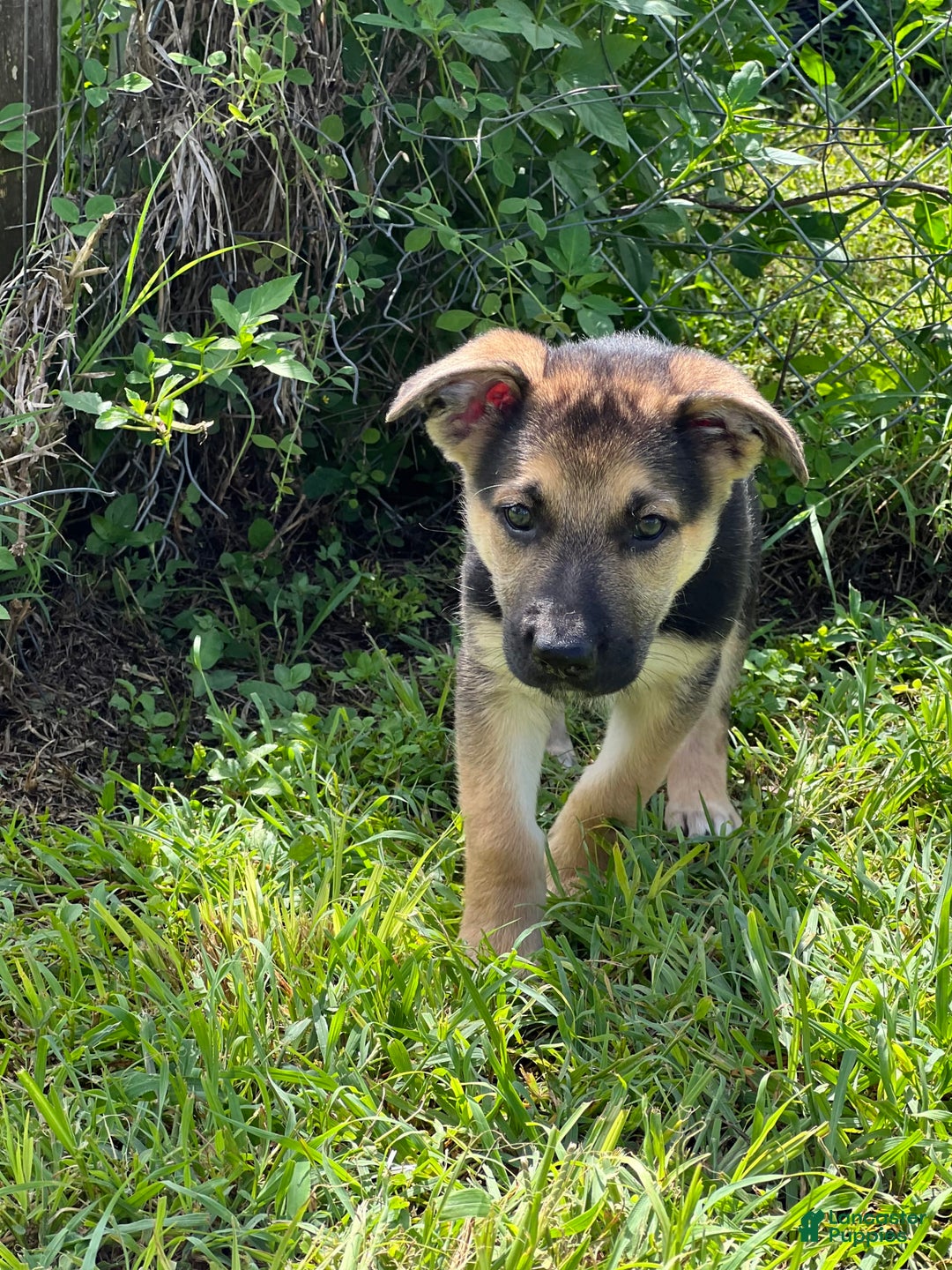 German Shepherd dogs for sale: Cedar - Image 14