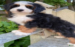 Mini Bernedoodle dogs for sale: 💛 Boston Ma 💛 Mini Bernedoodle - Image 14
