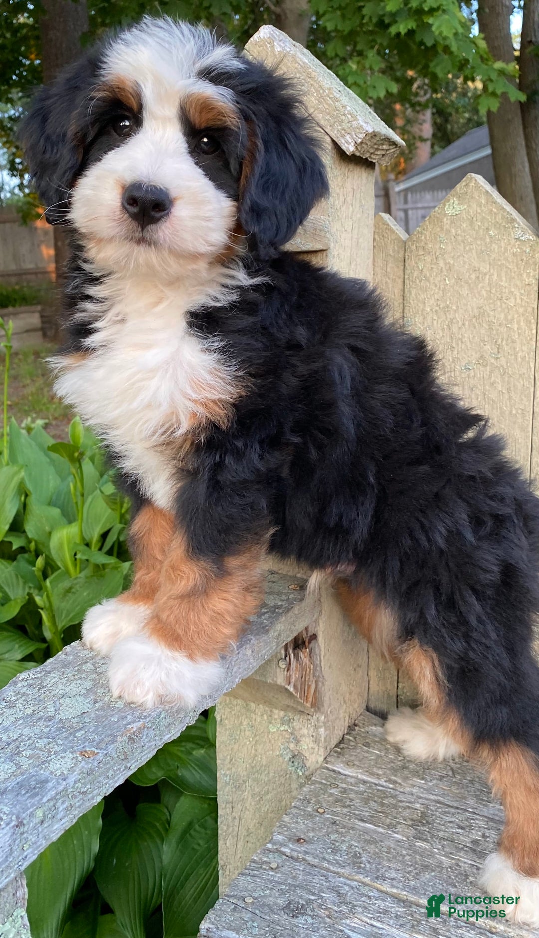 Mini Bernedoodle dogs for sale: 💛 Boston Ma 💛 Mini Bernedoodle - Image 14