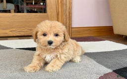Maltipoo dogs for sale: Wyman - Image 4