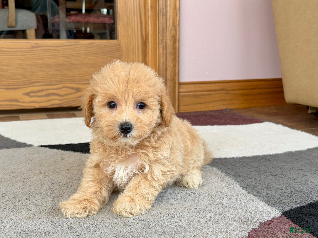 Maltipoo dogs for sale: Wyman - Image 4