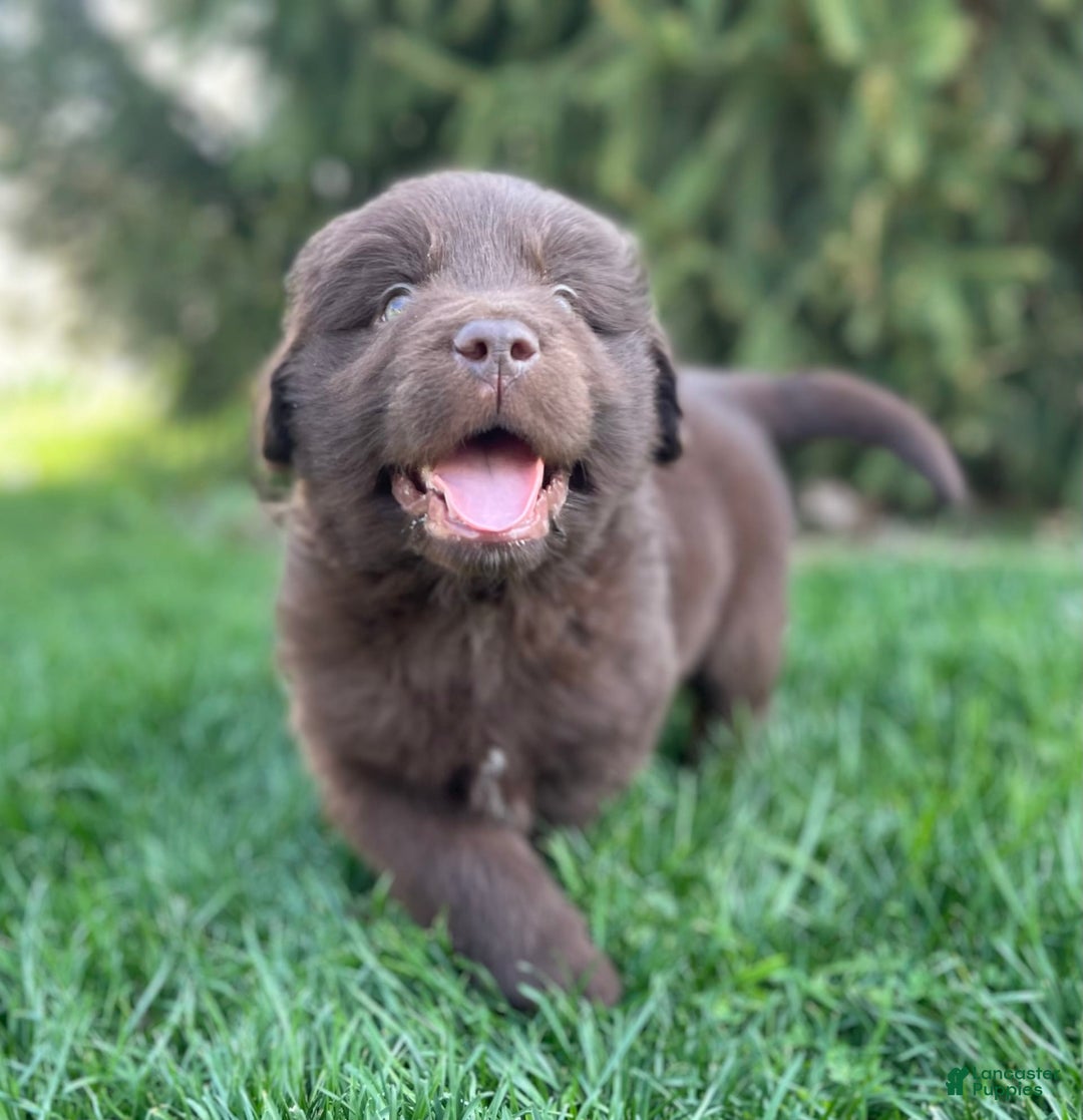 Newfoundland dogs for sale: Champ - Image 4