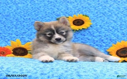 Pomsky dogs for sale: Nutmeg - Image 3